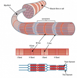 Muscle structure including actin (thin filament) and myosin (thick ...