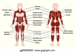 Vector Stock - Muscles chart description muscular body woman ...