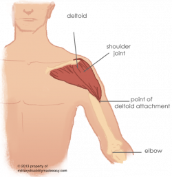 Index of /images/shoulder muscles