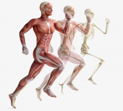 Movement Of Human Muscle Anatomy, Muscle Clipart, Skeleton ...