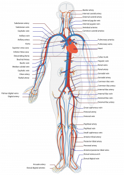 Amazing Vascular System 16 For Your human body anatomy muscles with ...
