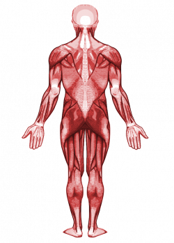 Magnificent Muscular System Back Photo - Anatomy And Physiology ...