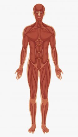 Muscular System - Muscular System Clipart Transparent ...