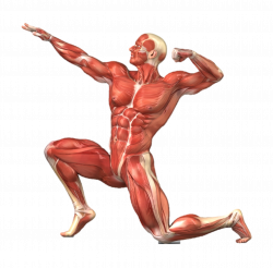 Muscular system 2 on emaze