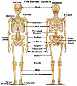 Attractive Skull System Human Body Frieze - Anatomy And Physiology ...