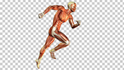 Skeletal Muscle Muscular System Human Body Running PNG ...