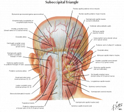 Anatomy Of Cervical Muscles – Lifeinharmony
