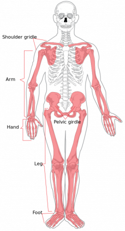 File:Appendicular skeleton diagram.svg - Wikimedia Commons