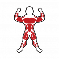Skeletal muscle Bodybuilding Adipose tissue - muscle 1080*1080 ...