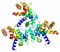 L-type calcium channel - Wikiwand