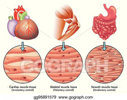 Vector Art - Muscle tissue. EPS clipart gg95891579 - GoGraph