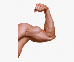 Muscles Clipart Voluntary Muscle - Muscle Png #692497 - Free ...