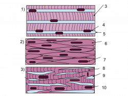 28+ Collection of Skeletal Muscle Tissue Drawing | High quality ...