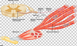 Motor Neuron Nervous System Muscle Contraction PNG, Clipart ...