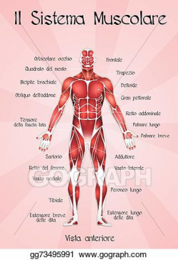Stock Illustration - Muscular system. Clipart Drawing ...