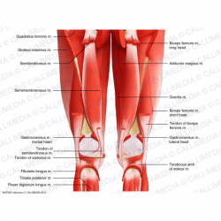 Moderno Muscles In Thigh Anatomy Galería - Anatomía de Las ...