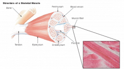 Muscular System ‹ OpenCurriculum