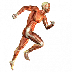 Skeletal muscle Muscular system Human body Running - others ...