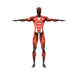 Muscular system Skeletal muscle Human body Human skeleton ...