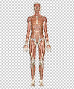 The Muscular System Skeletal Muscle Human Body PNG, Clipart ...