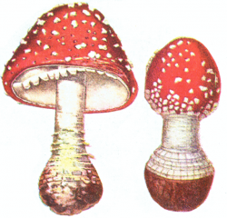 Agaricus Mushroom | ClipArt ETC