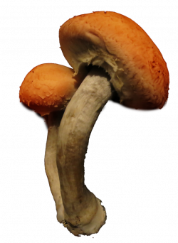 980 Mushrooms 01 by Tigers-stock on DeviantArt