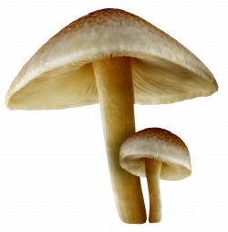Transparent Fall Mushrooms PNG Picture | Gallery Yopriceville ...