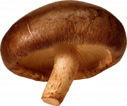 Mushroom PNG images, free Mushroom pictures PNG