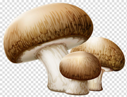 Common mushroom Edible mushroom , mushroom transparent ...
