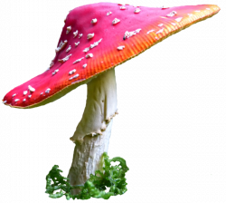 Mushroom PNG Transparent Mushroom.PNG Images. | PlusPNG