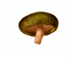 Mushroom PNG Clipart | PNG Mart