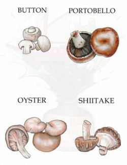 Edible Mushroom/Fungi Clipart