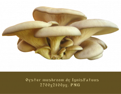 Oyster mushroom stock-by IgnisFatuus by IgnisFatuusII on DeviantArt