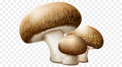 Mushroom Clip art - Mushrooms PNG Clipart Picture png ...