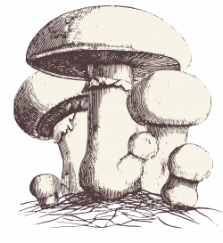 Clipart - Common Meadow Mushroom
