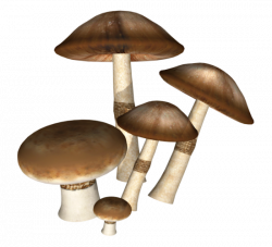 Icon - Dark mushrooms png download - 550*500 - Free ...