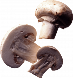 Paris Mushroom transparent PNG - StickPNG