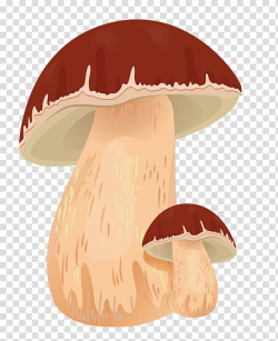 Edible mushroom Autumn Boletus edulis , Fungus mushroom ...