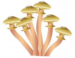 Morchella esculenta Morchella conica Edible mushroom Illustration ...