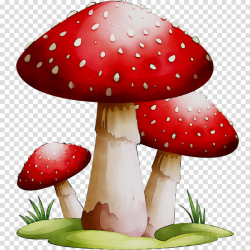 Mushroom Cartoon clipart - Mushroom, Illustration, Plant ...