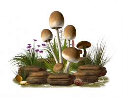 PNG Mushrooms by collect-and-creat on DeviantArt