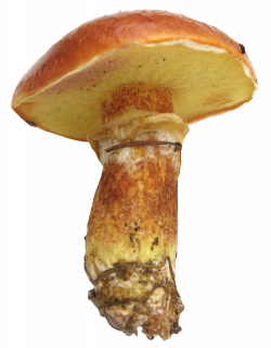 Mushroom PNG Image - PurePNG | Free transparent CC0 PNG Image Library