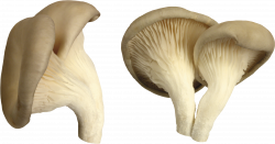 White Mushroom PNG Image - PurePNG | Free transparent CC0 PNG Image ...
