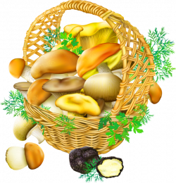 Oyster Mushroom Edible mushroom Basket Clip art - Yellow simple ...