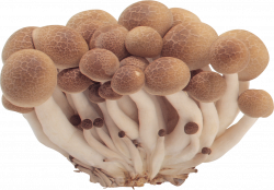 Mushroom Icon Clipart | Web Icons PNG
