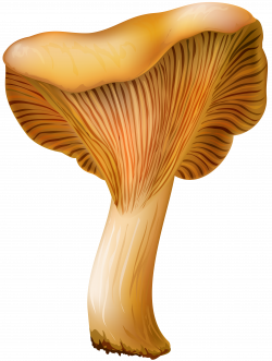 Chanterelle Mushroom PNG Clip Art - Best WEB Clipart
