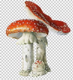 Poisonous Mushroom Fungus Amanita Muscaria Mushroom ...