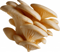 Mushrooms transparent PNG images - StickPNG