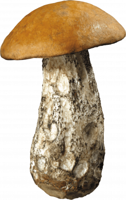 Large Forest Mushroom transparent PNG - StickPNG