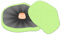 OnlineLabels Clip Art - Portobello Mushroom